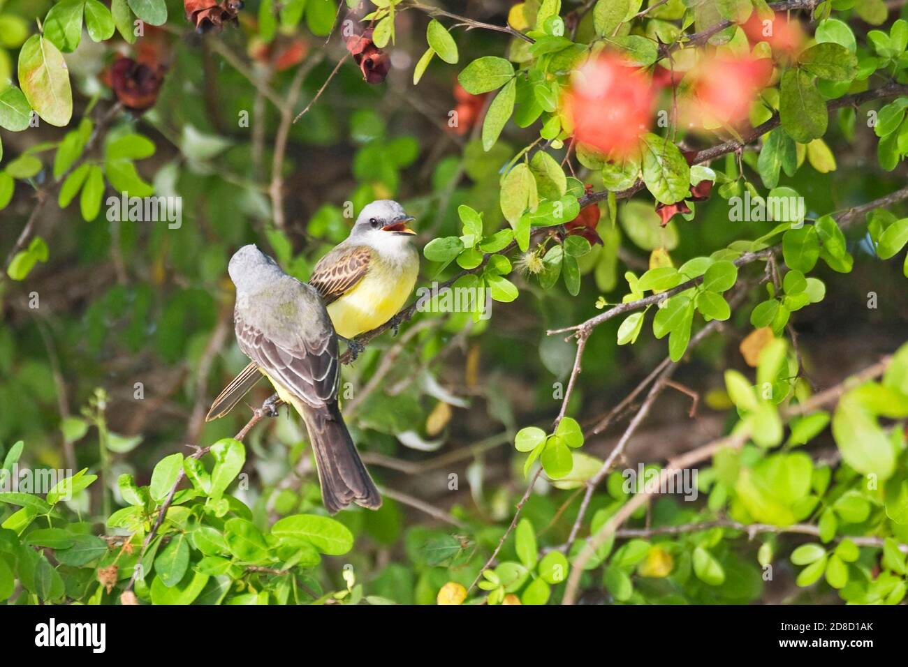 Une paire de grands oiseaux tropicaux, Tyrannus melancholicus Banque D'Images