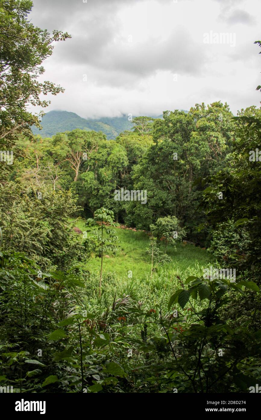 Parmi les arbres dans les hautes terres près de la frontière de la Colombie et du Venezuela. Banque D'Images