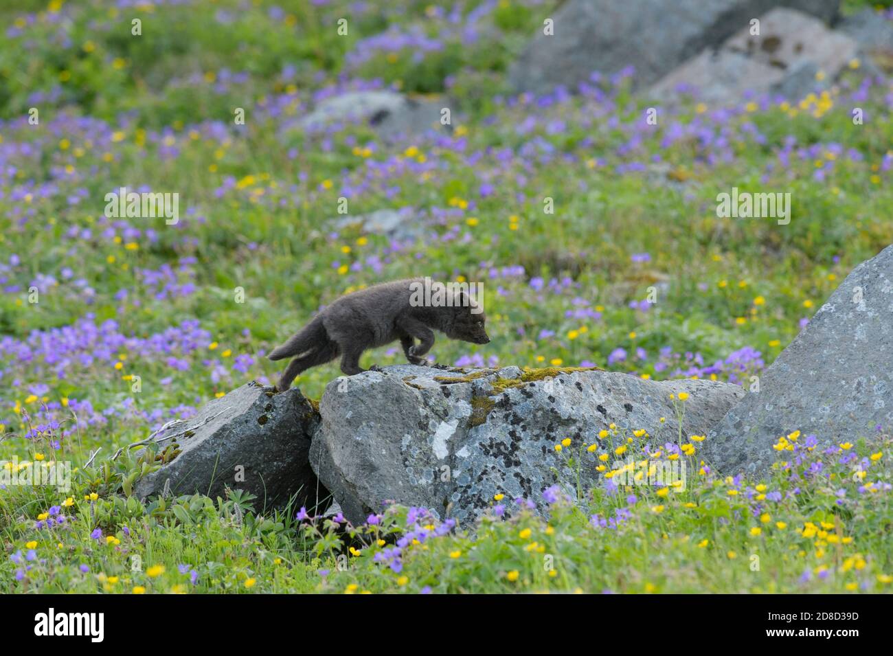 Renard arctique (Alopex lagopus) cub explorant loin de la tanière parmi les fleurs blágresi (Geranium sylvaticum). Hornvik, Hornstrandir, Westfjords, Islandais Banque D'Images