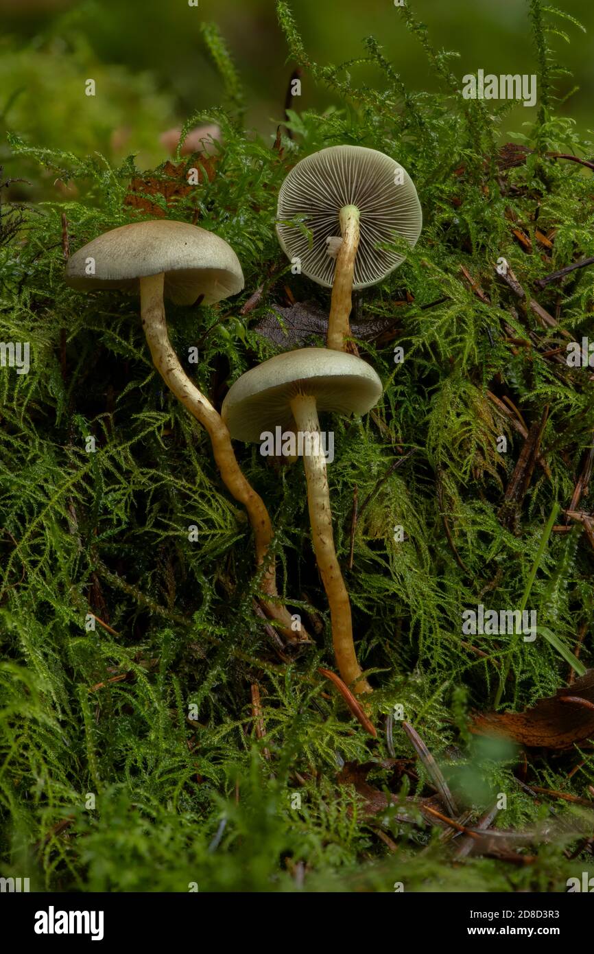 Tuft de Sulpher (Hypholoma fasciculare), croissant sur une souche de conifères dans des forêts mixtes, New Abbey, Dumfries, SW Écosse Banque D'Images