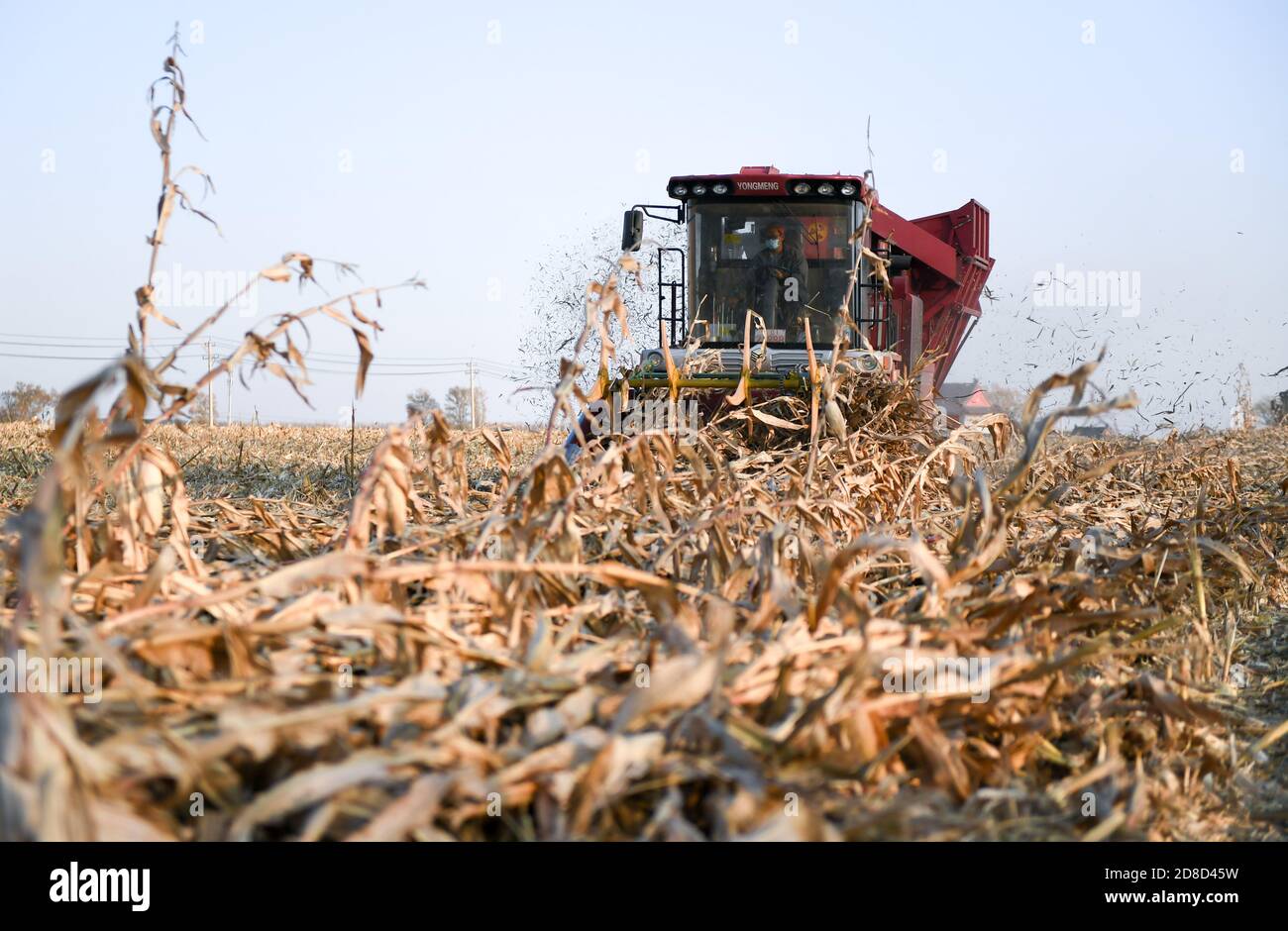 Changchun, province chinoise de Jilin. 29 octobre 2020. Un agriculteur conduit une moissonneuse-batteuse pour récolter du maïs dans le village de Sunjiatun, dans le comté de Nongan, Changchun, dans la province de Jilin, dans le nord-est de la Chine, le 29 octobre 2020. La province de Jilin est entrée dans la phase finale de la récolte d'automne, les producteurs agricoles ayant terminé la récolte de 96.3 pour cent des cultures de la campagne. Credit: Yan Linyun/Xinhua/Alay Live News Banque D'Images