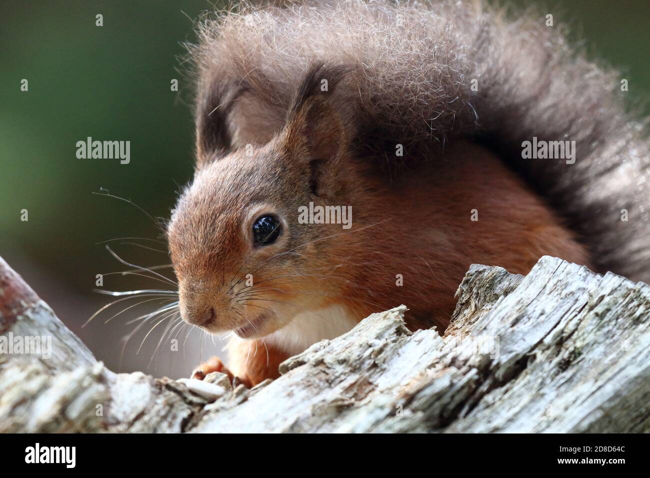 Red Squirrel (Sciurus vulgaris) au parc national de Pow Hill, Co. Durham, Angleterre, Royaume-Uni Banque D'Images