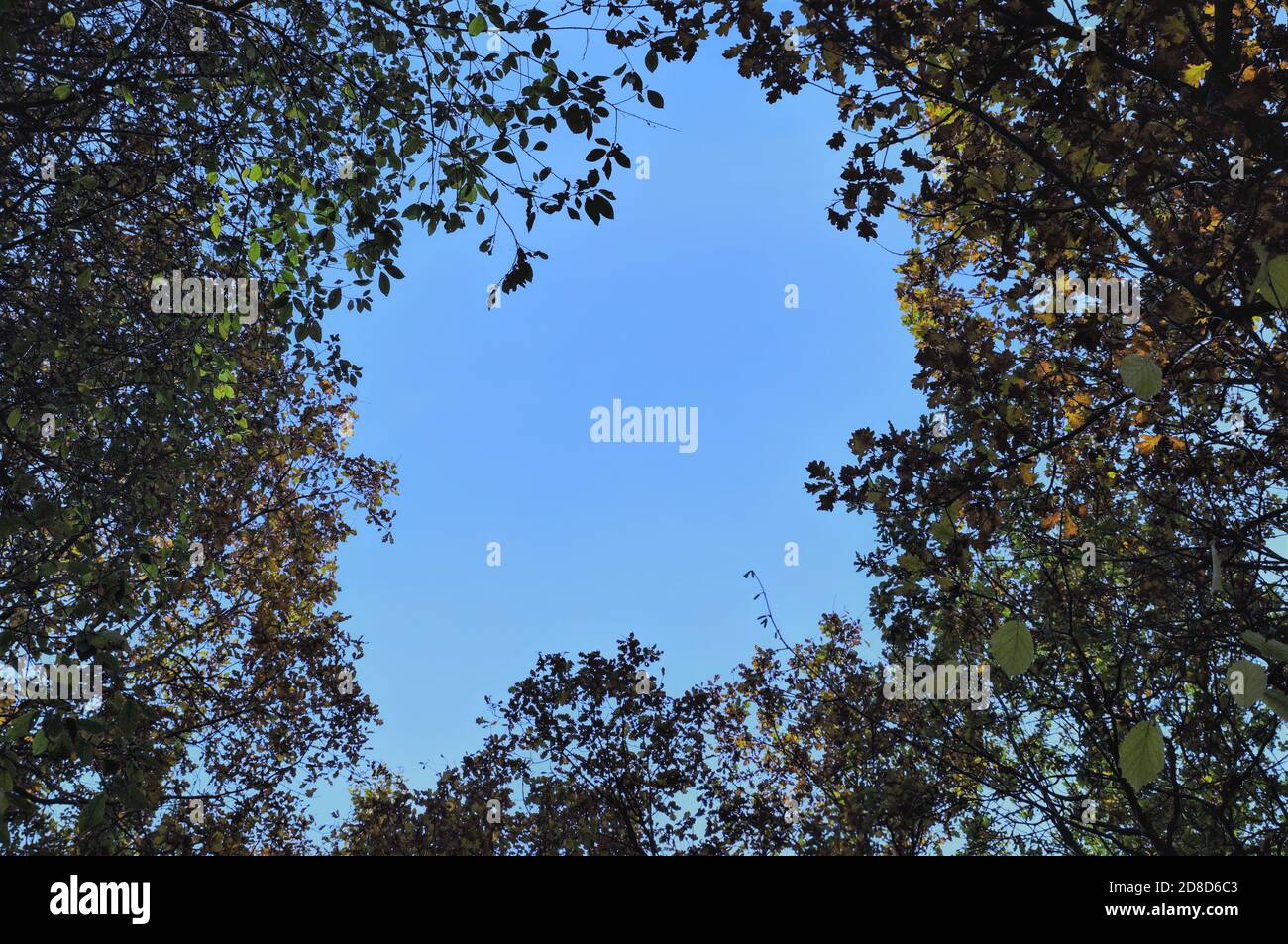 partie du ciel bleu clair encadrée par des couronnes d'arbre Banque D'Images