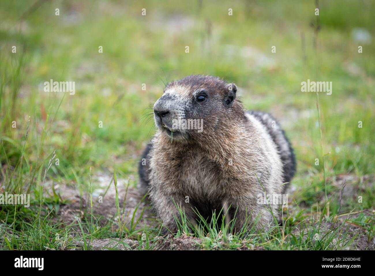 Gros plan d'une marmotte au Canada. Banque D'Images