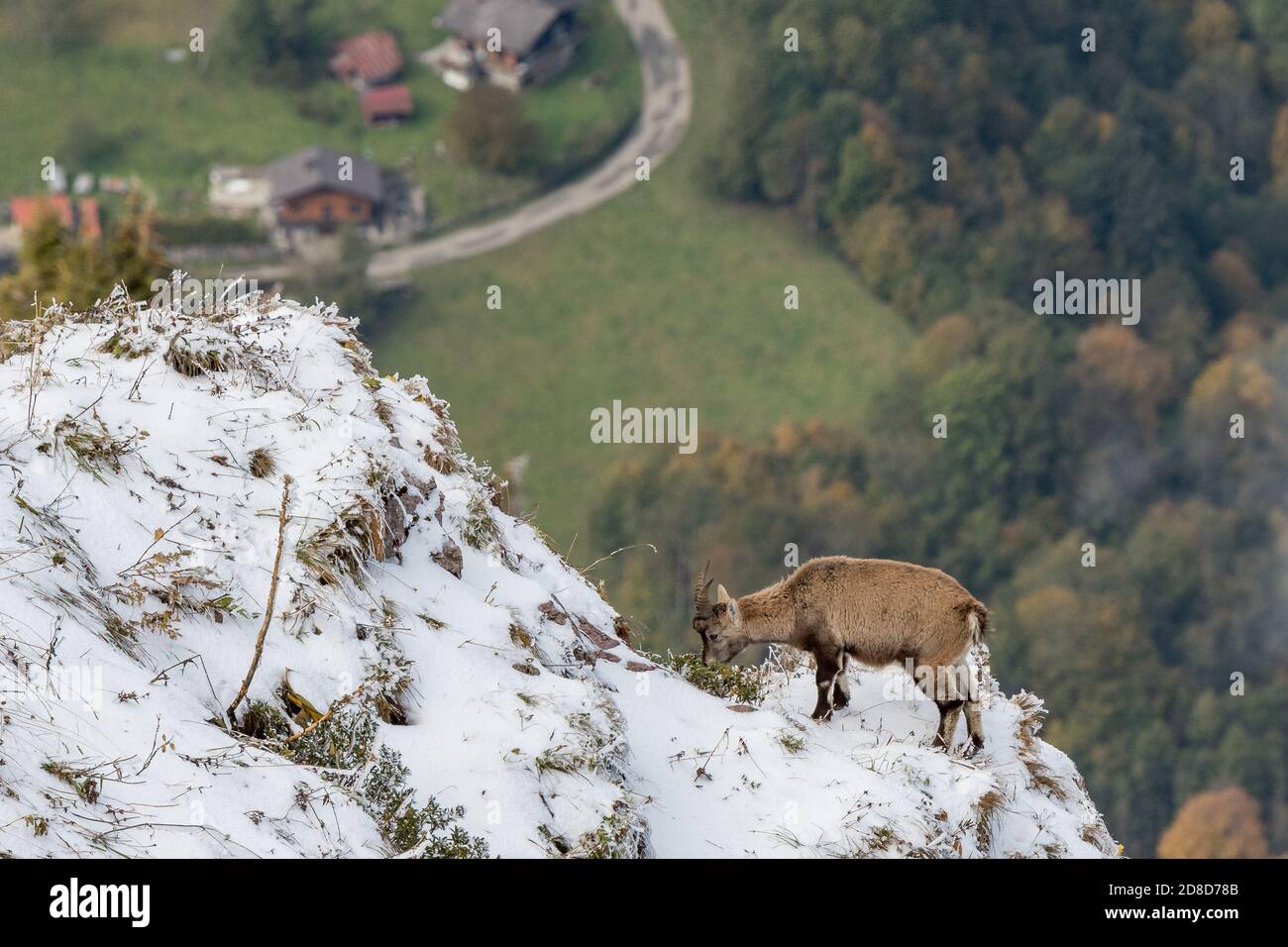 Jeune ibex à une crête abrupte du Chablais Valaisan Banque D'Images