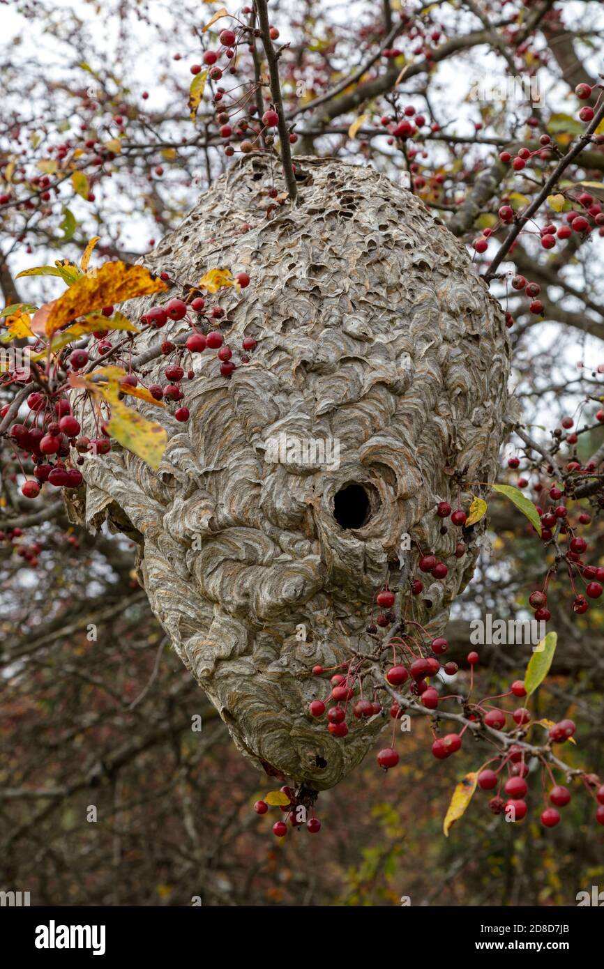 Grand papier Wasp Nest, automne, E USA, par James D Coppinger/Dembinsky photo Assoc Banque D'Images