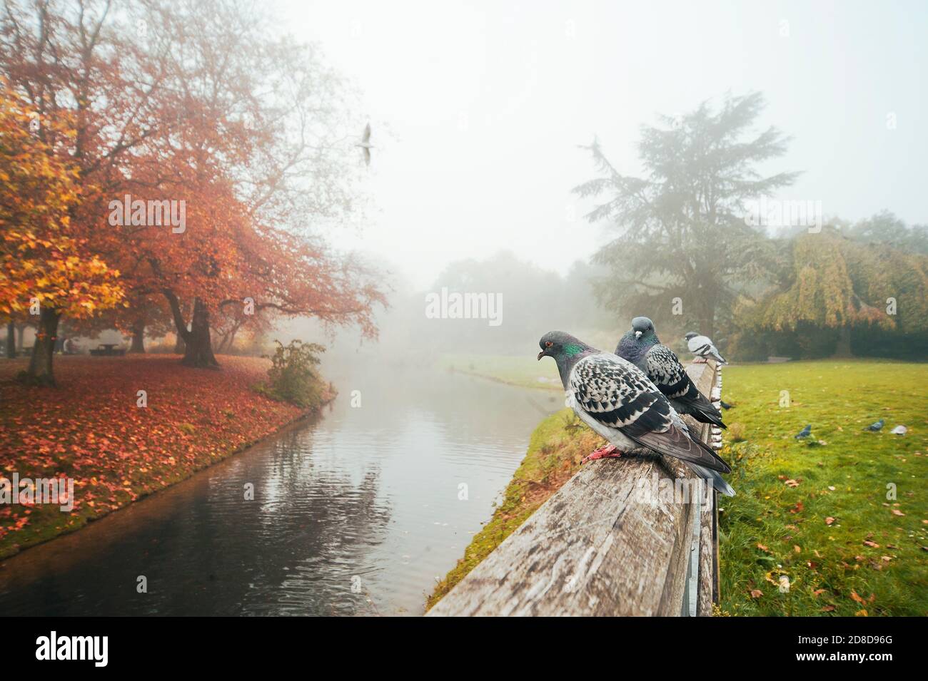 Pittoresque scène automnale avec pigeons dans le parc de Victoria, Londres, Royaume-Uni Banque D'Images