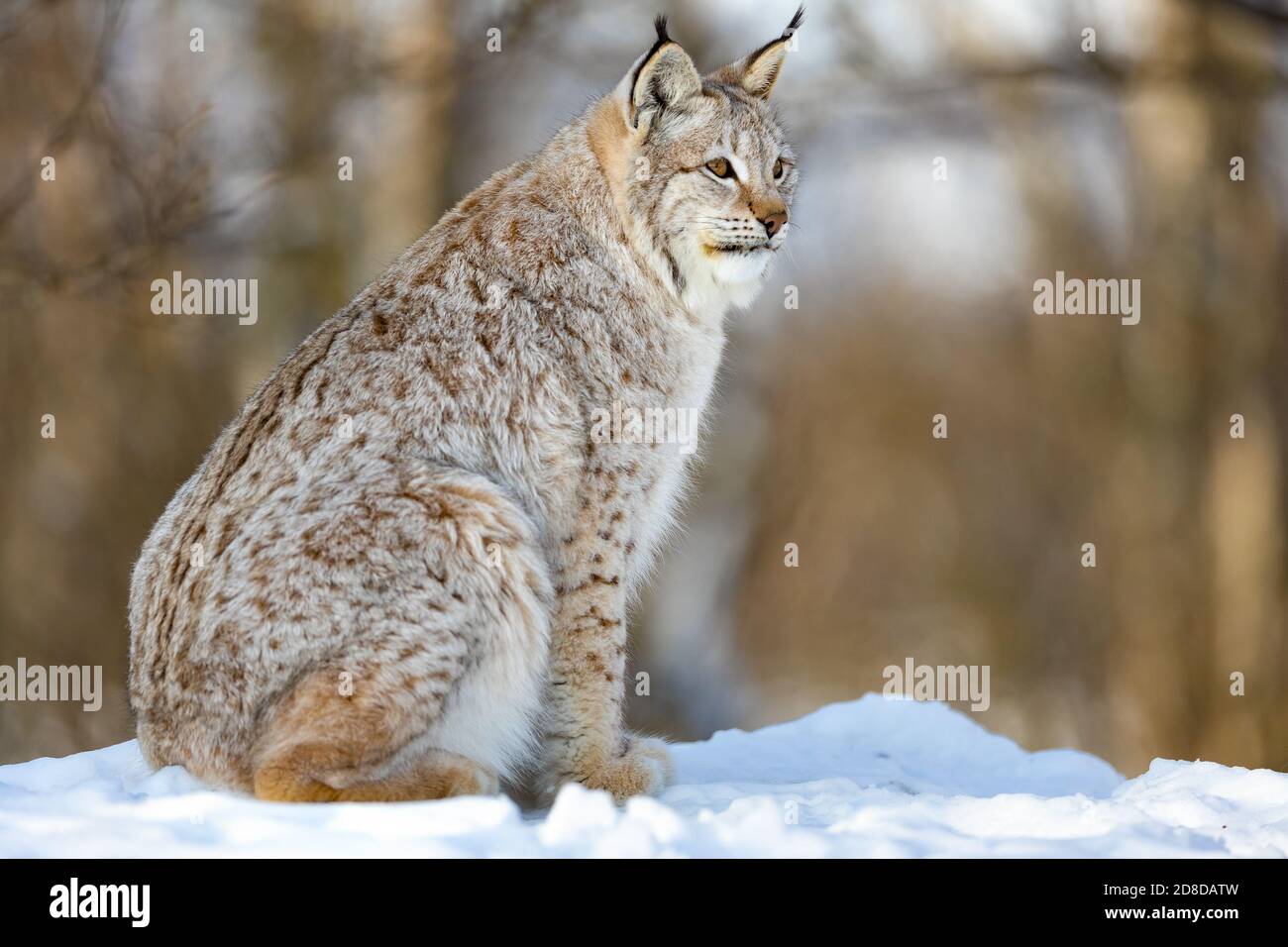 Chat sauvage eurasien en fourrure qui regarde loin tout en étant assis sur la neige Banque D'Images