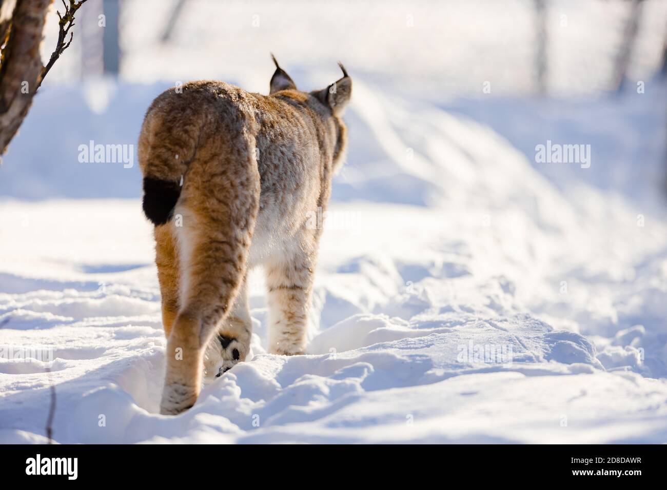 Vue arrière du lynx marchant sur la neige dans la nature Banque D'Images