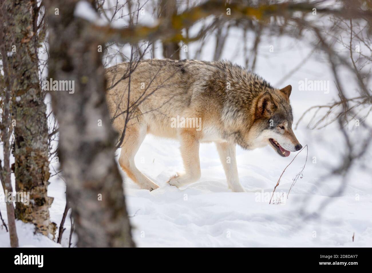Le loup eurasien se promenant à travers des arbres nus sur la neige Banque D'Images