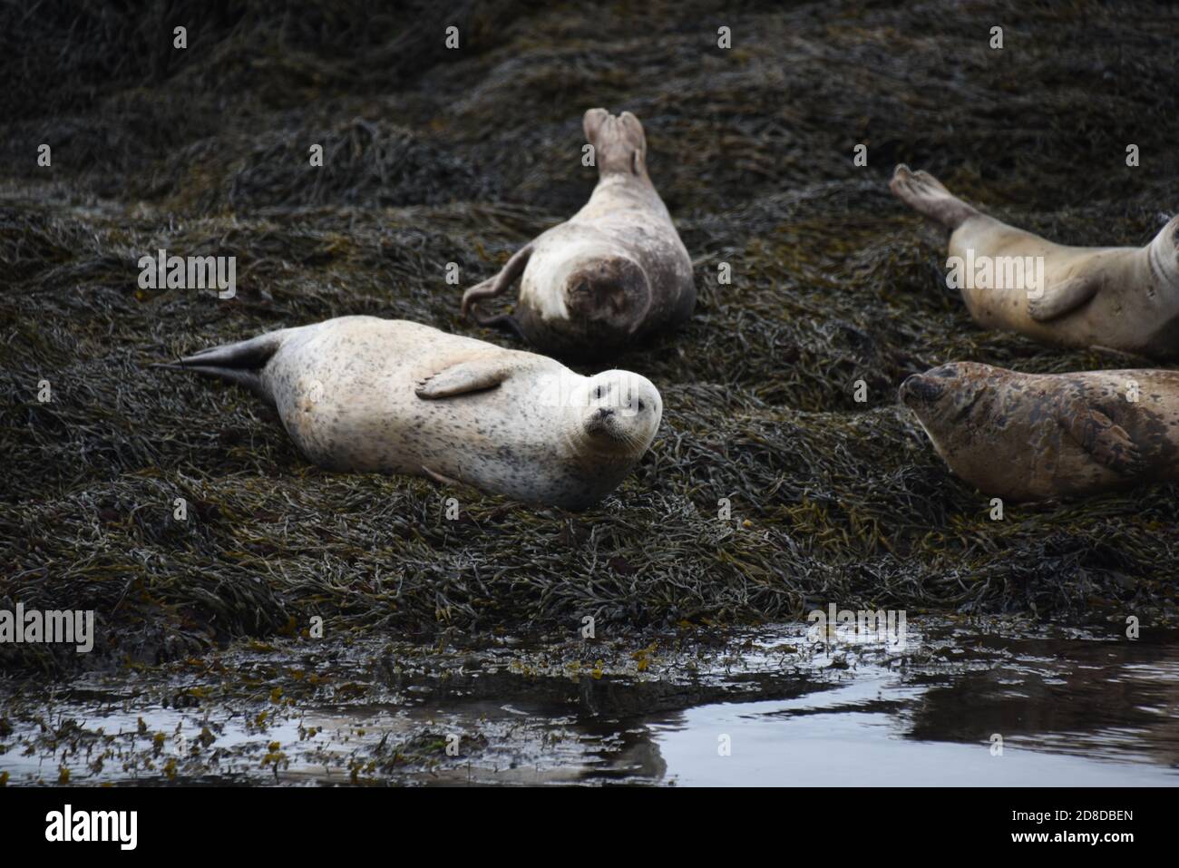 De magnifiques phoques se prélassent un jour encore au Loch Linnhe, près du fort William Banque D'Images