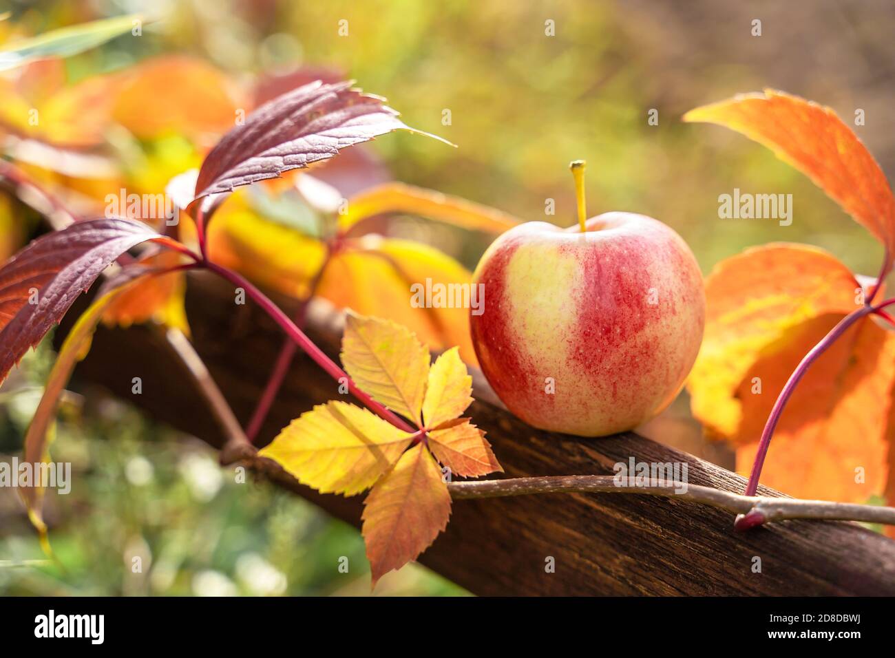 Jardin d'automne rustique avec pomme et feuillage d'automne pour un style de vie. Jardinage et concept de la nature d'automne. Jardin d'automne. Gros plan. Banque D'Images