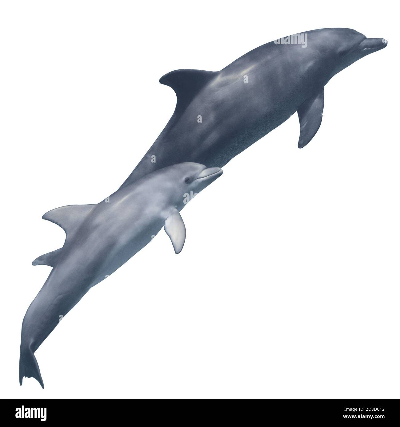 Baby Dolphin Cute Banque D Image Et Photos Alamy