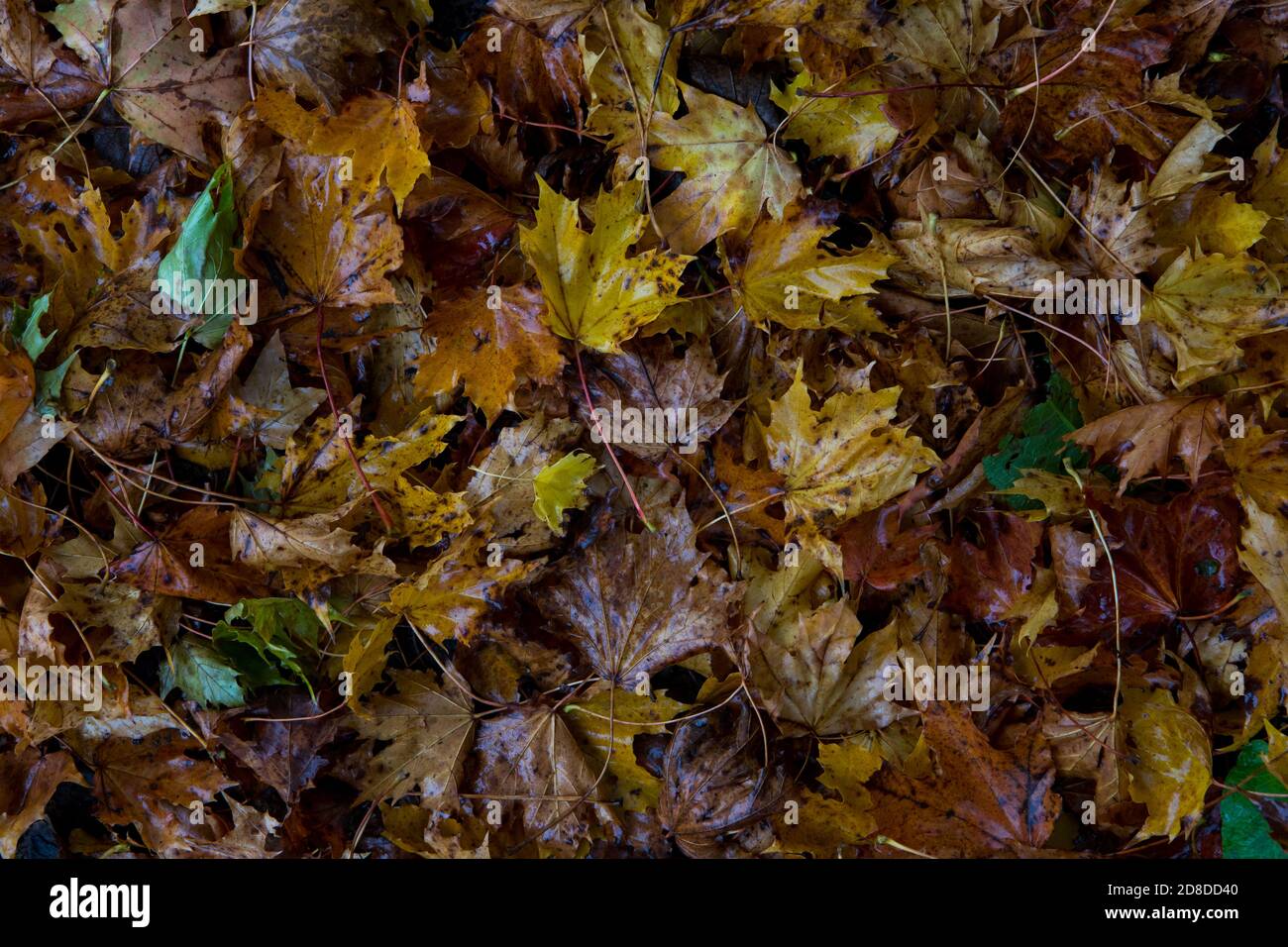 L'automne doré laisse le fond sur un fond de forêt britannique. Feuilles orange et brunes en automne Banque D'Images