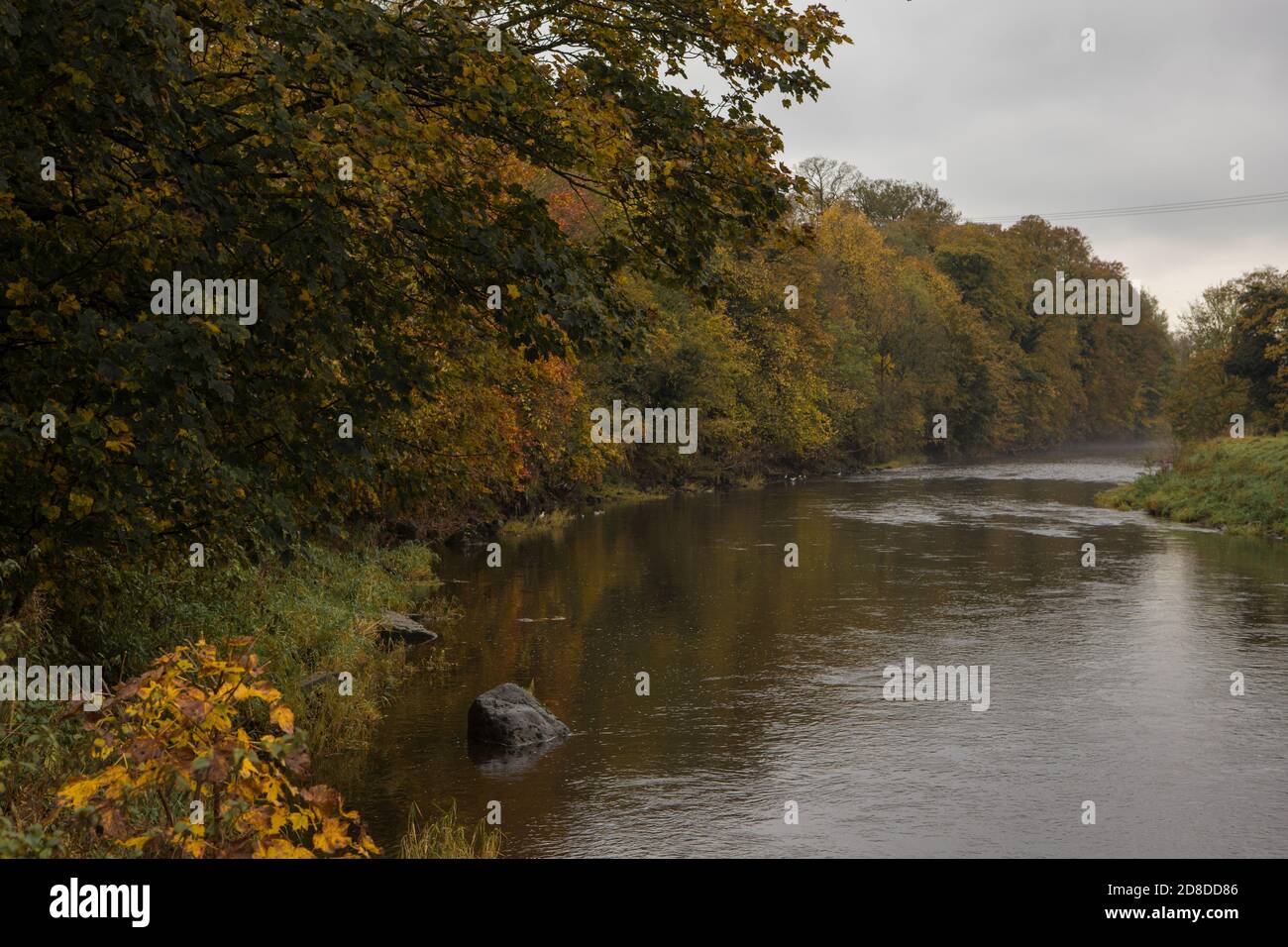 Couleurs dorées chaudes en automne sur la rive du ribble à Clitheroe. Feuilles d'automne colorées en automne Banque D'Images