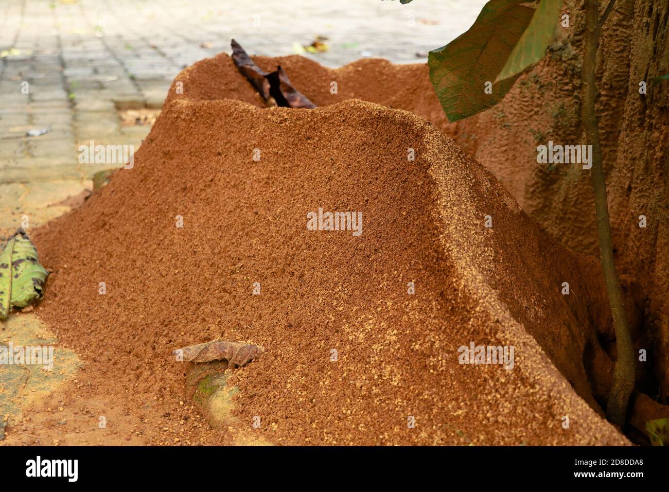 ANT colline autour du fond d'un arbre, foyer sélectif Banque D'Images