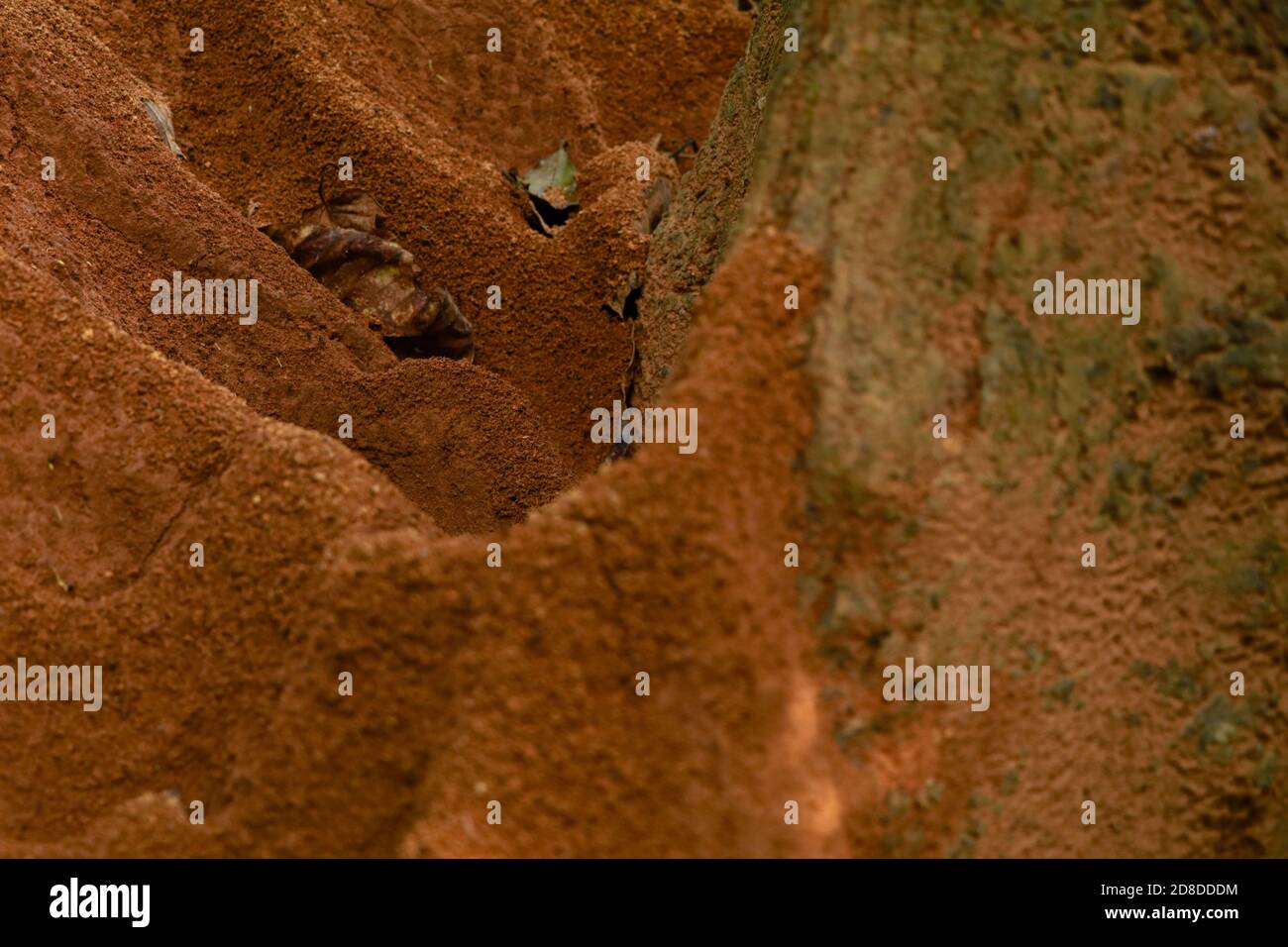 ANT colline autour du fond d'un arbre, foyer sélectif Banque D'Images