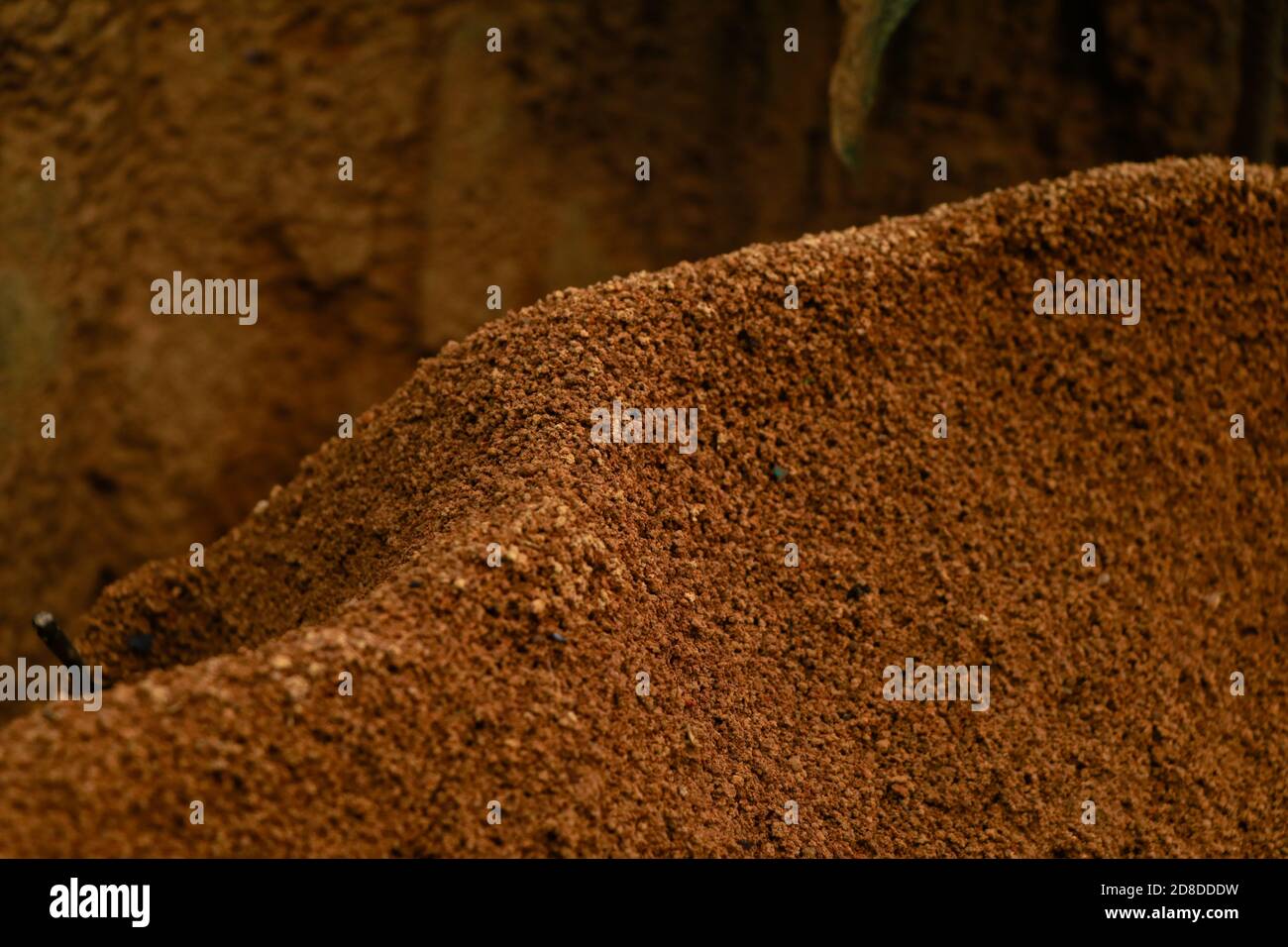 ANT colline autour du fond d'un arbre, foyer sélectif Banque D'Images