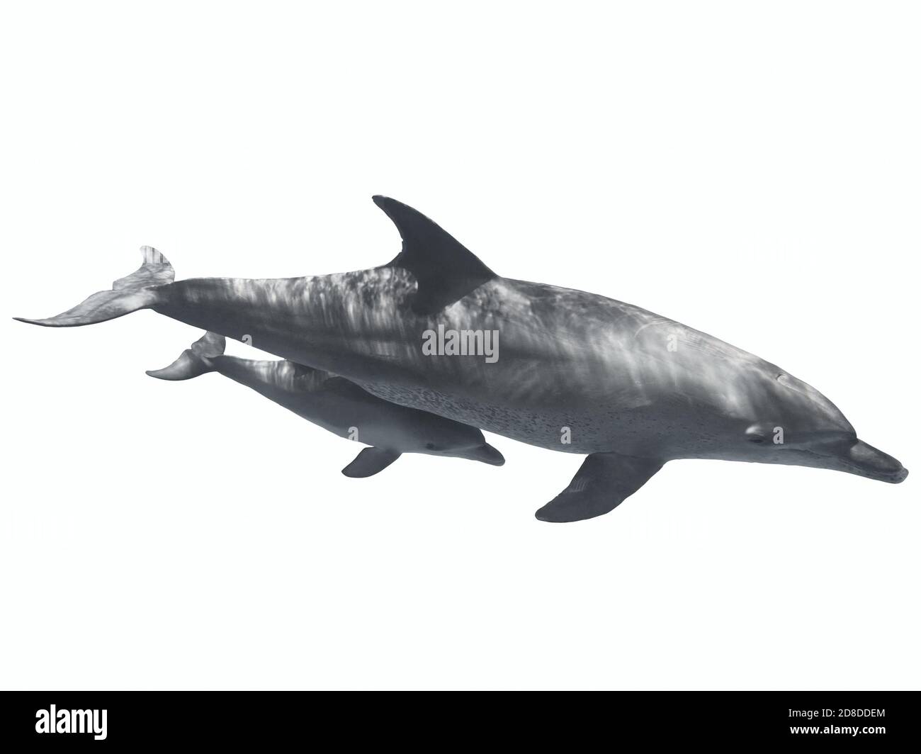 Baby Dolphin Cute Banque D Image Et Photos Alamy