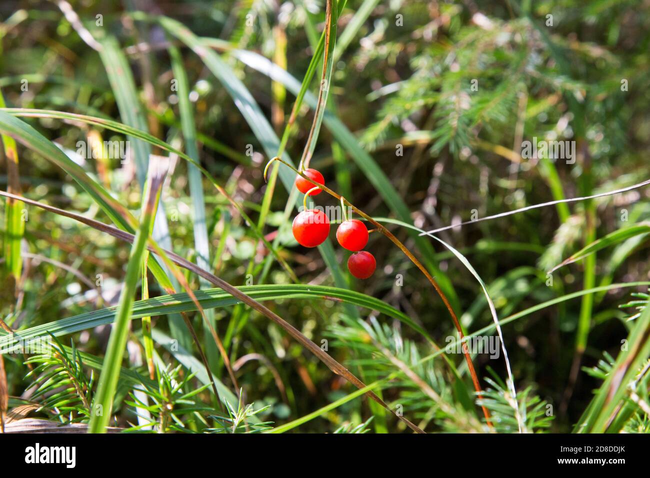 Macro du Lily de la vallée, Convallaria majalis, baies rouges d'arbres sur une seule branche sur le fond d'une forêt verte en automne. Banque D'Images