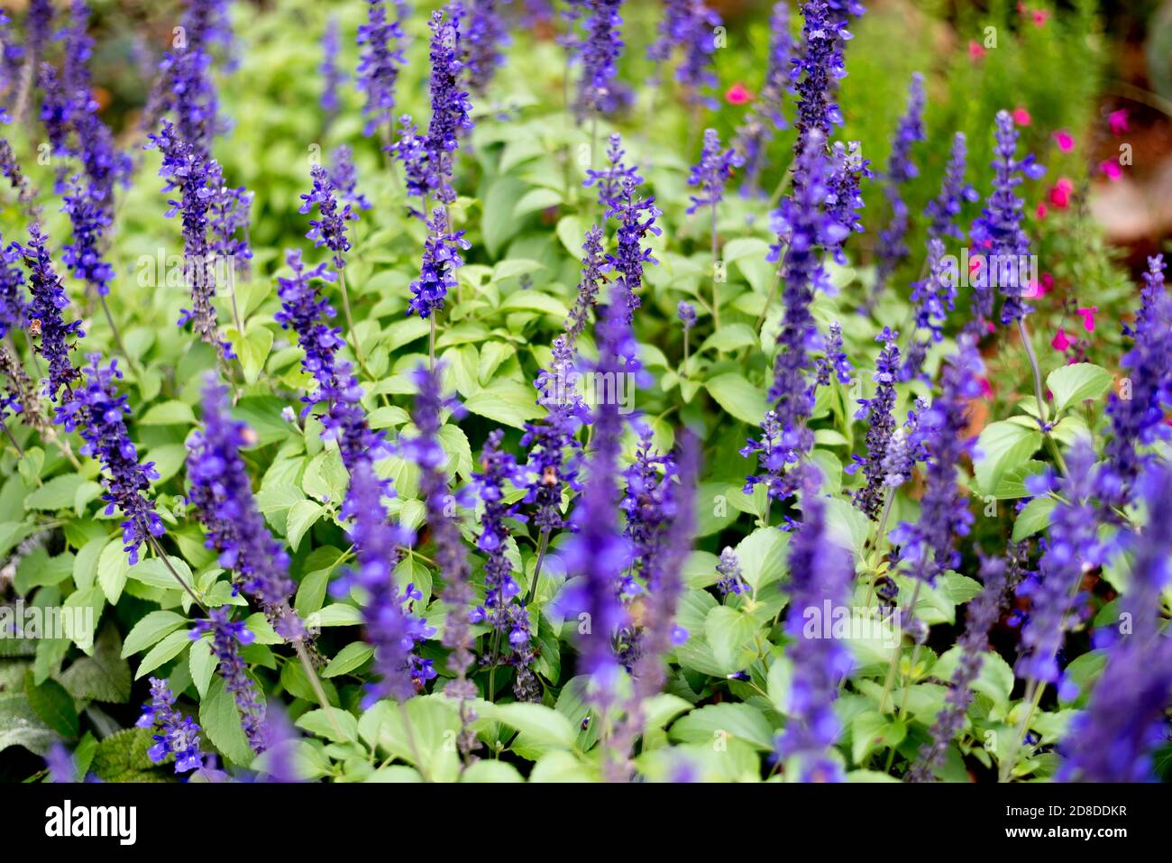 fleurs violettes fleuries sur une plante verte Banque D'Images