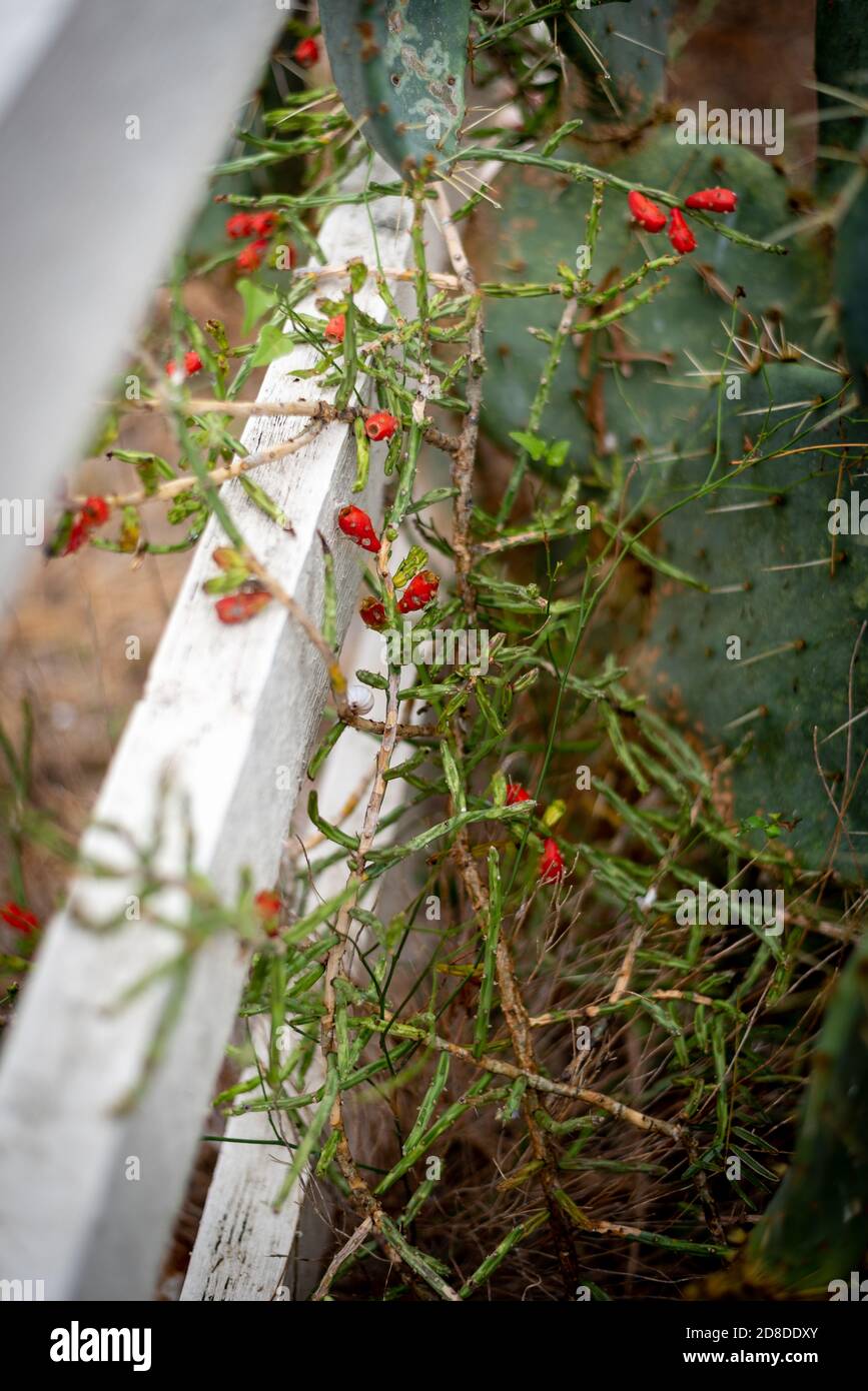 succulent avec des fruits rouges qui poussent d'un cactus par une clôture blanche Banque D'Images