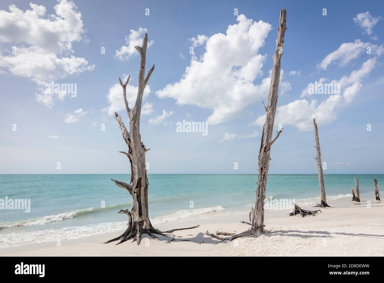 Vieux arbres sur la plage au bord de l'eau au parc national Lovers Key, Estero, Floride, États-Unis Banque D'Images
