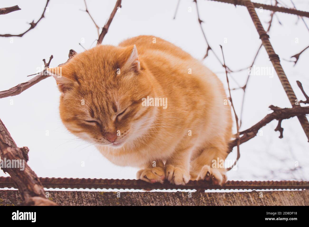 Le chat au gingembre dorment sur la vieille clôture en hiver Banque D'Images