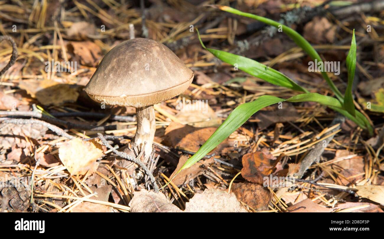 Belle lechcinum de bouleau bolete dans la forêt d'automne. Leccinum versipelle champignon dans le lichen de mousse Banque D'Images