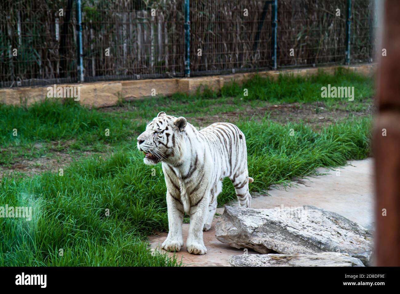 Tigre blanc errant dans un parc Banque D'Images