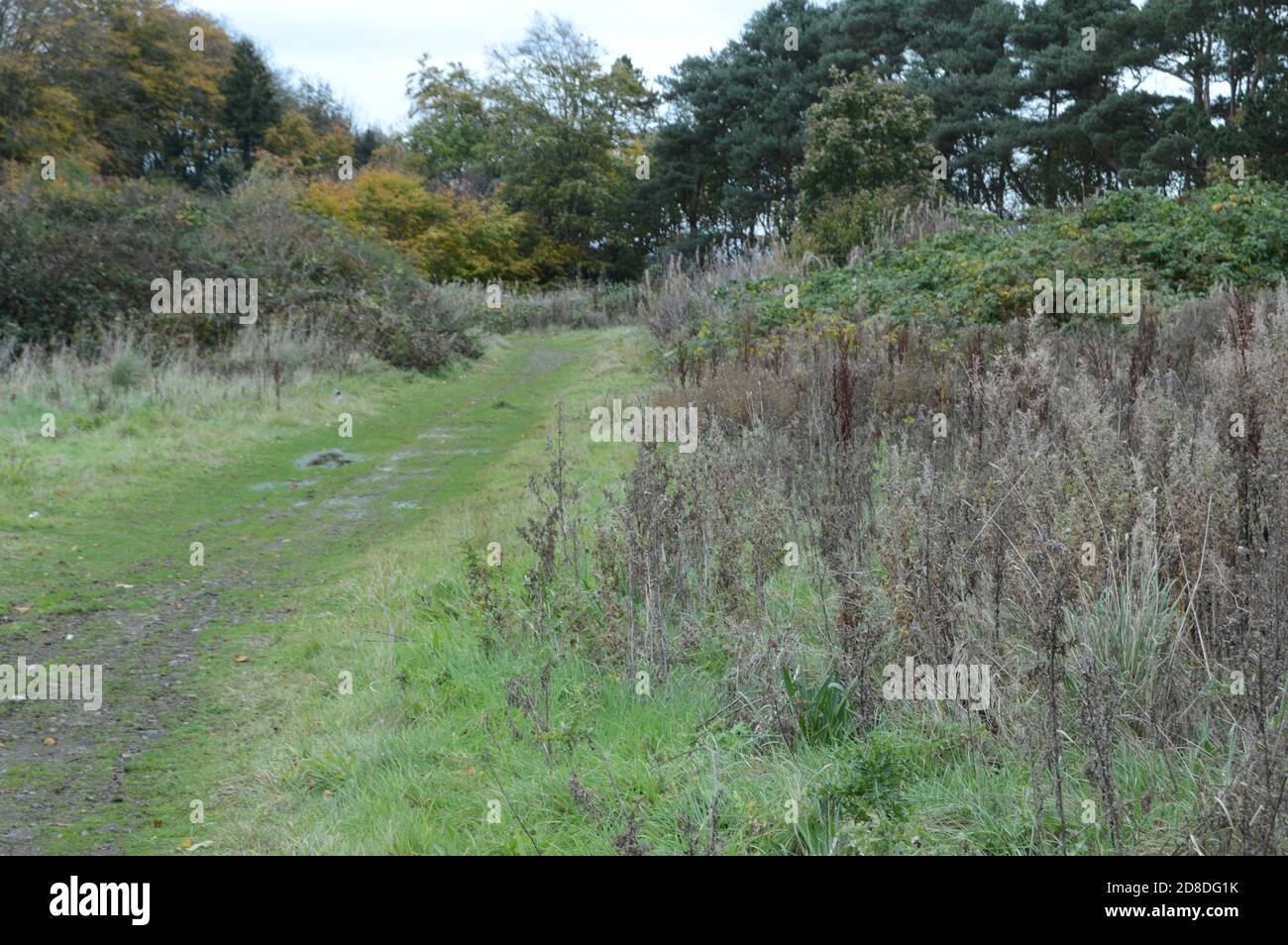 Promenade attrayante à travers les jardins abandonnés de la maison de la Grange démolie, Grange Road, St Andrews, Fife Banque D'Images