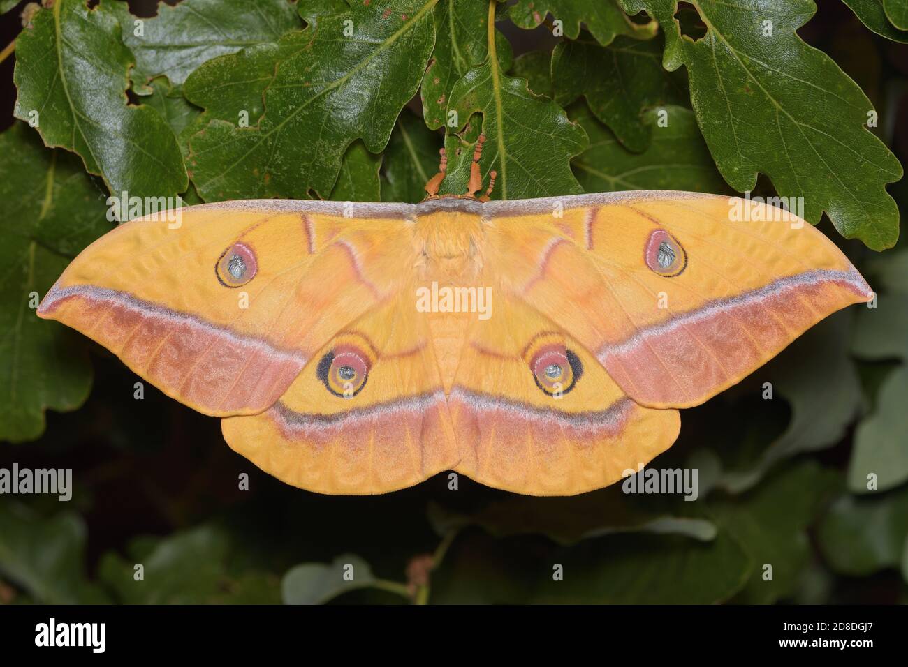 Antheraea yamamai, ヤママユ, papillon de soie japonais, Japanischer Eichenseidenspinner Banque D'Images