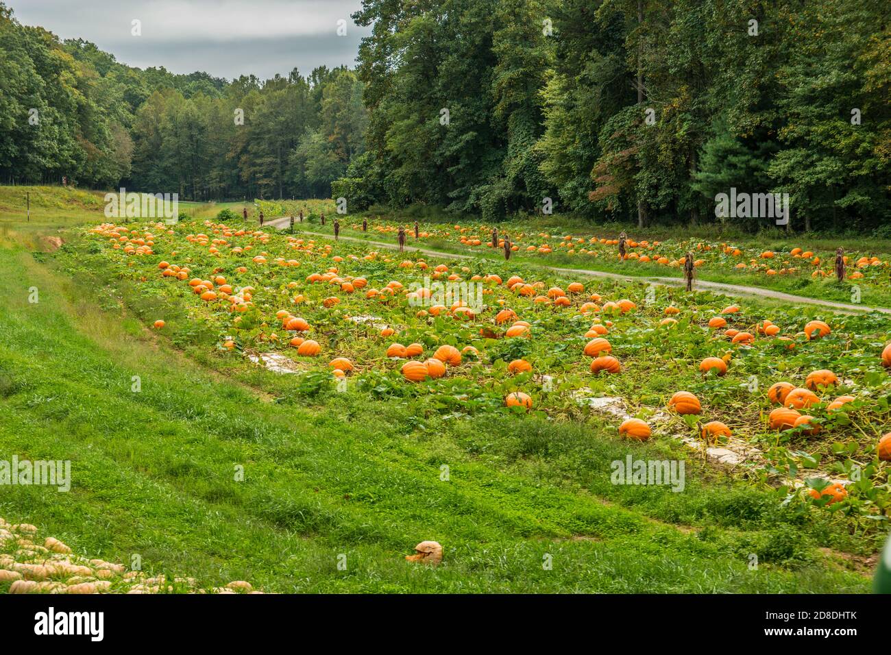 Plusieurs variétés et tailles de citrouilles sur la vigne en culture au sol dans les champs ouverts d'une ferme dans les montagnes avec des décorations de fracas linin Banque D'Images