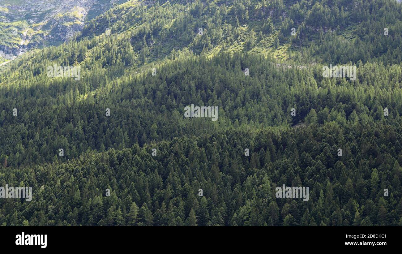 Vue sur la forêt de pins en été dans la montagne Banque D'Images