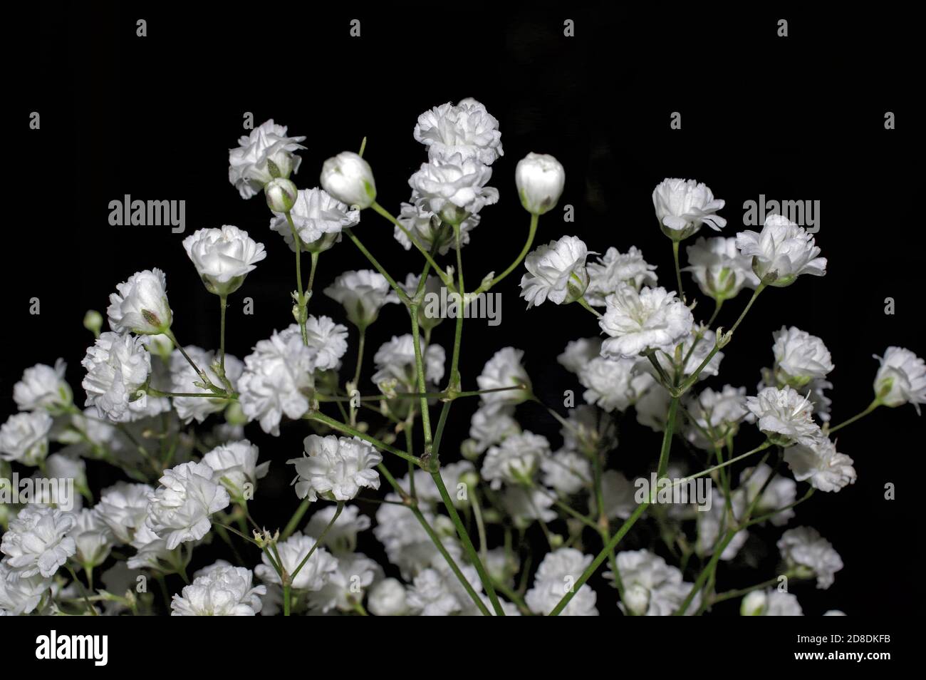 Gros plan sur le souffle du bébé (gitsophila paniculata) Banque D'Images