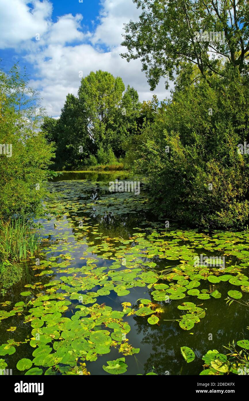 Royaume-Uni, Yorkshire du Sud, Barnsley, Goldthorpe, Bolton Brick Ponds Banque D'Images