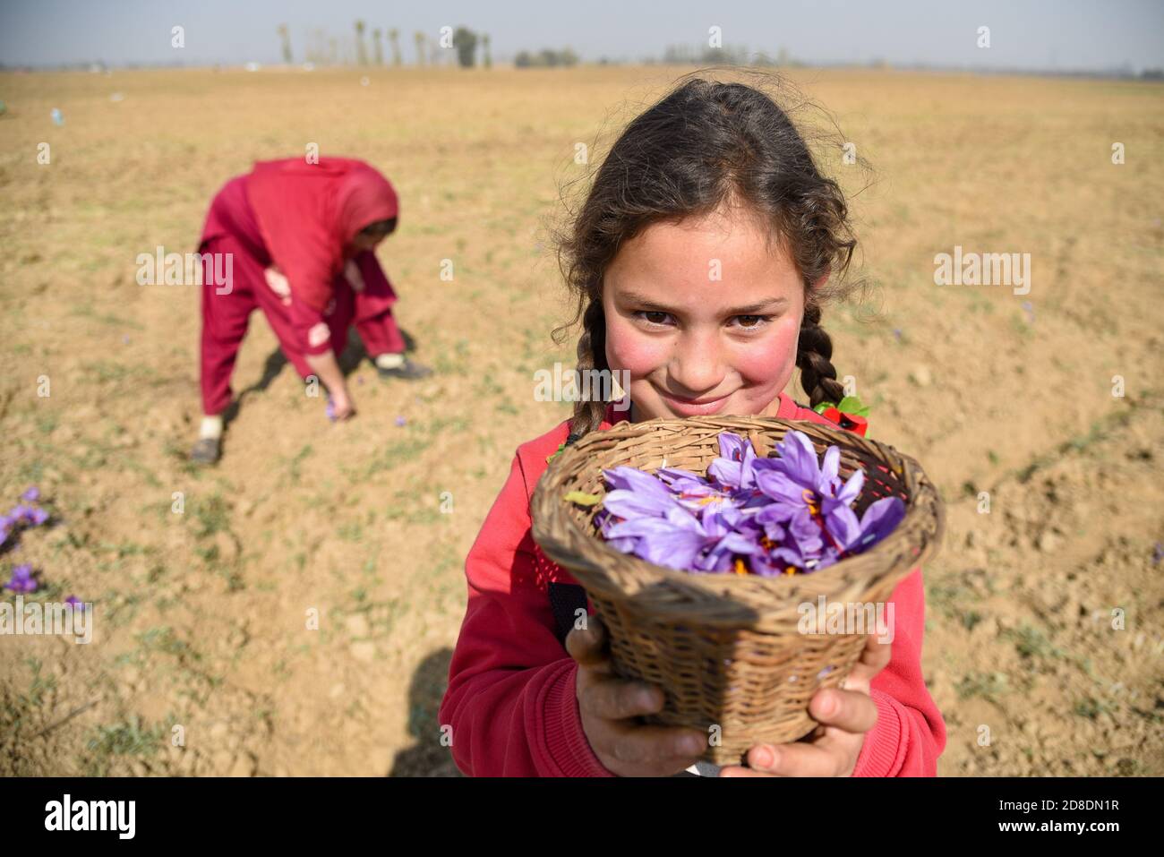 Une fille de Kashmiri tient le panier plein de safran récolté comme elle  pose pour une image dans un champ de Pampore Kashmir.Kashmir est connu pour  son safran de haute qualité, une