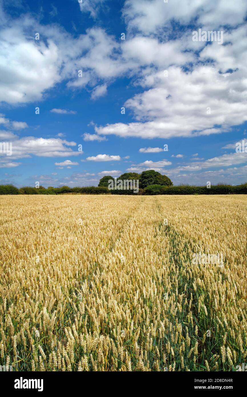 Royaume-Uni, Yorkshire du Sud, Doncaster, champ de blé près de Clayton Banque D'Images
