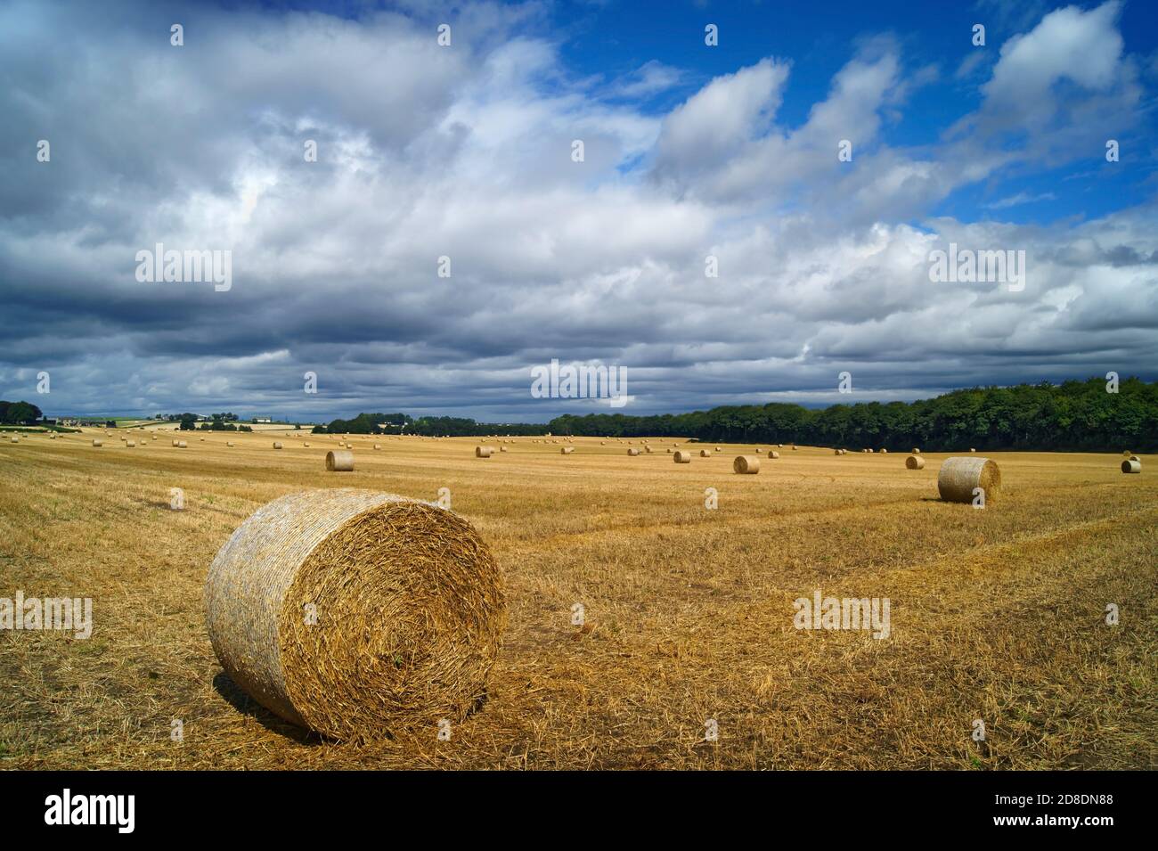 Royaume-Uni, Yorkshire du Sud, Doncaster, balles de foin de fût dans le champ près de Clayton Banque D'Images