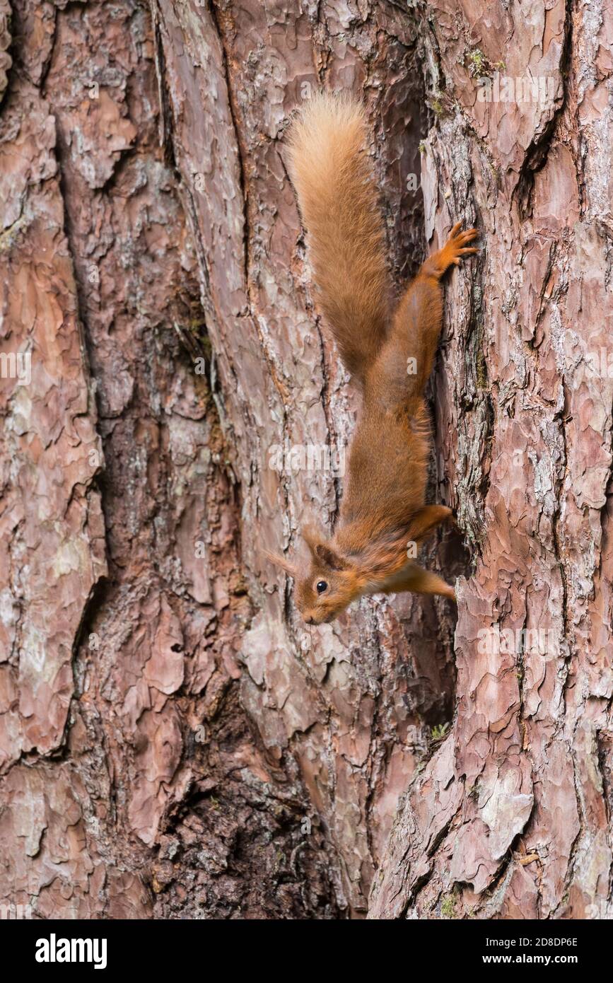 Écureuil roux, Sciurus vulgaris, dans un pin écossais, Dumfries & Galloway, Écosse Banque D'Images