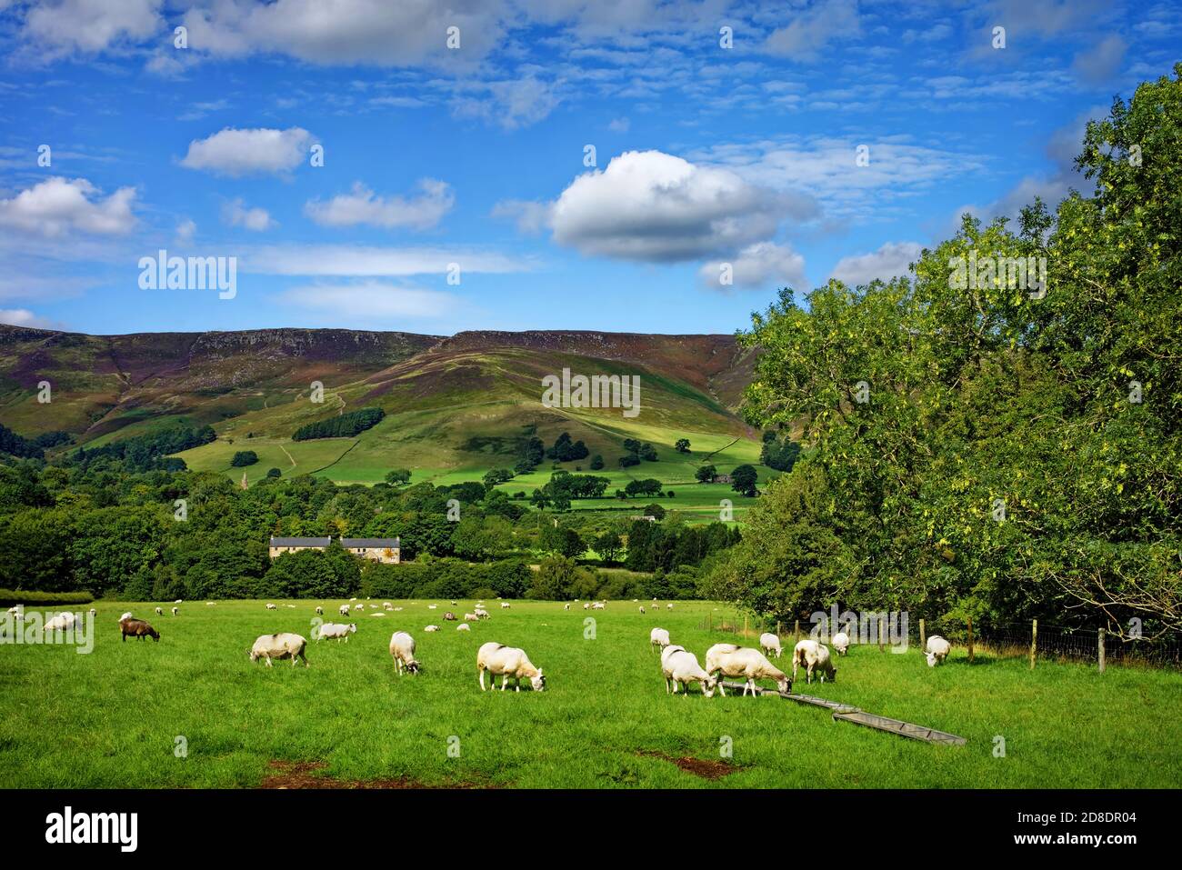 Royaume-Uni,Derbyshire,Peak District,Sheep pâturage près d'Edale avec Kinder Scout dans le arrière-plan Banque D'Images