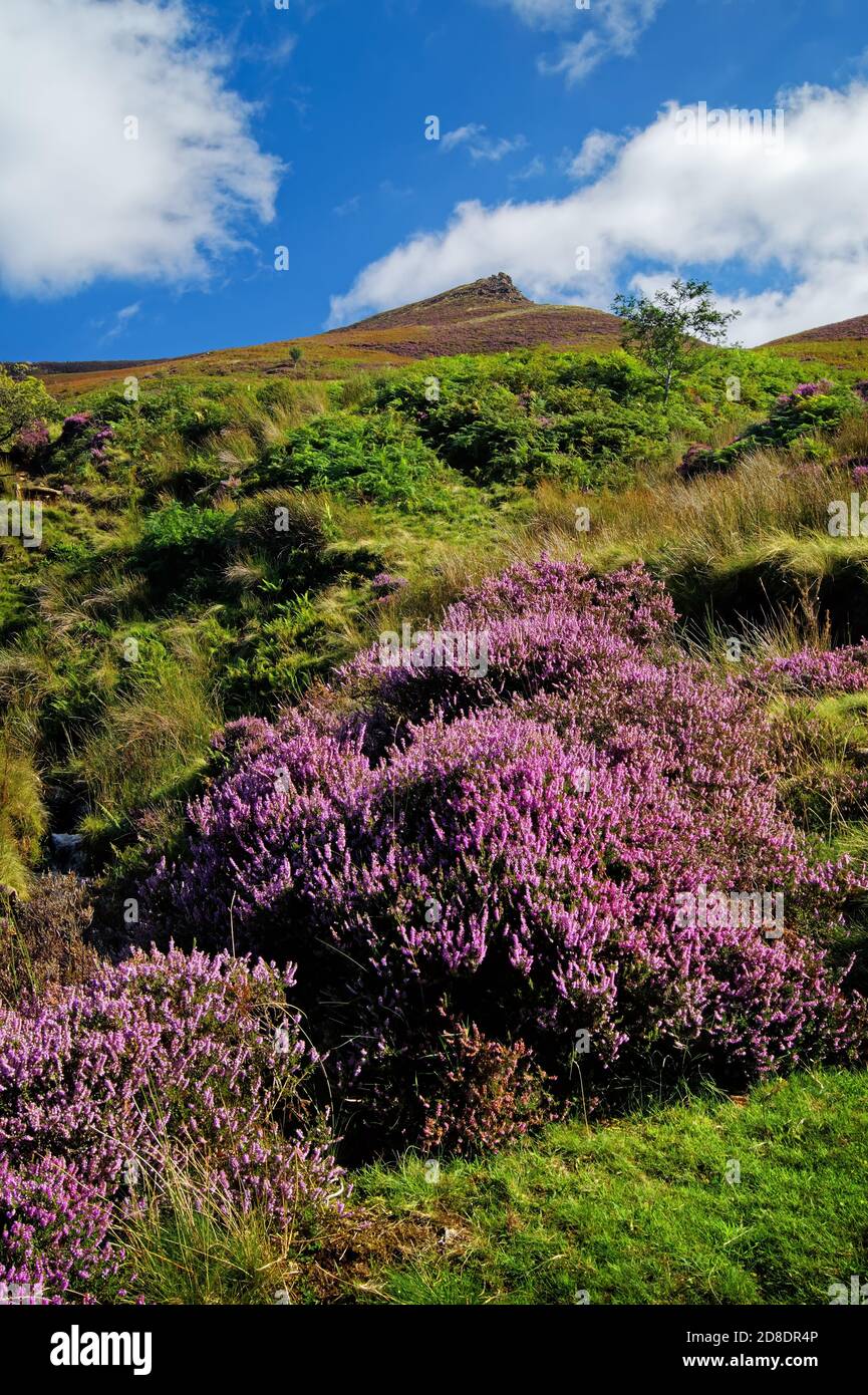 Royaume-Uni,Derbyshire,Peak District,Edale,Golden Clough regardant vers Ringing Roger Banque D'Images