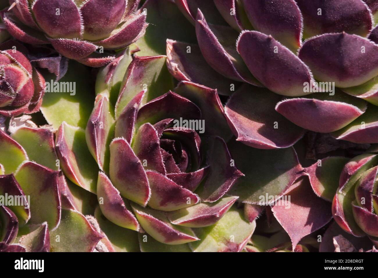 environnement écologique. Des succulents dans la nature en gros plan. Maison à la mode plantes d'intérieur dans un style moderne. Jardin paysagé dans un style écologique. Banque D'Images