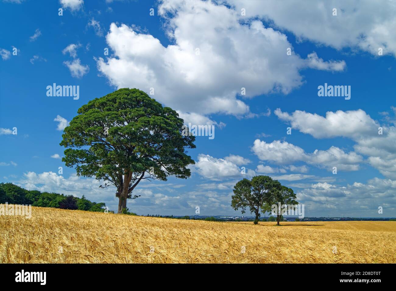 Royaume-Uni, West Yorkshire, Wakefield, Field of Barley et Lone Tree près de Walton Banque D'Images