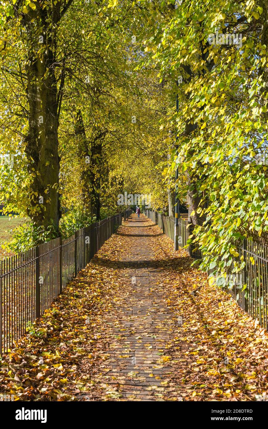Sentier de randonnée bordé d'arbres lors d'une journée d'automne ensoleillée à Harborne, Birmingham Banque D'Images