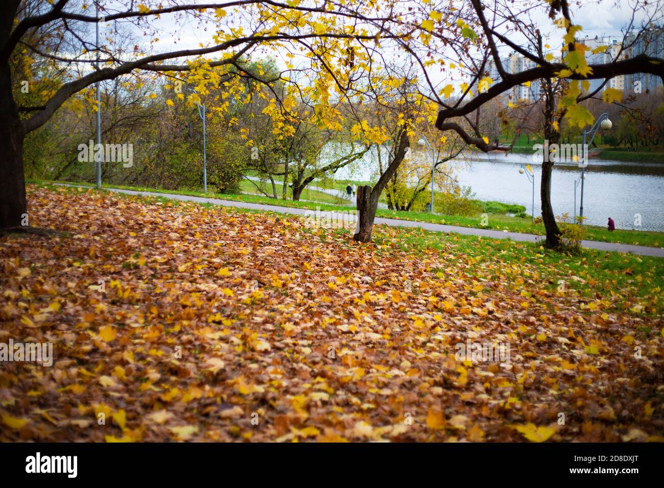 Parc d'automne avec feuilles jaunes 2020 Banque D'Images