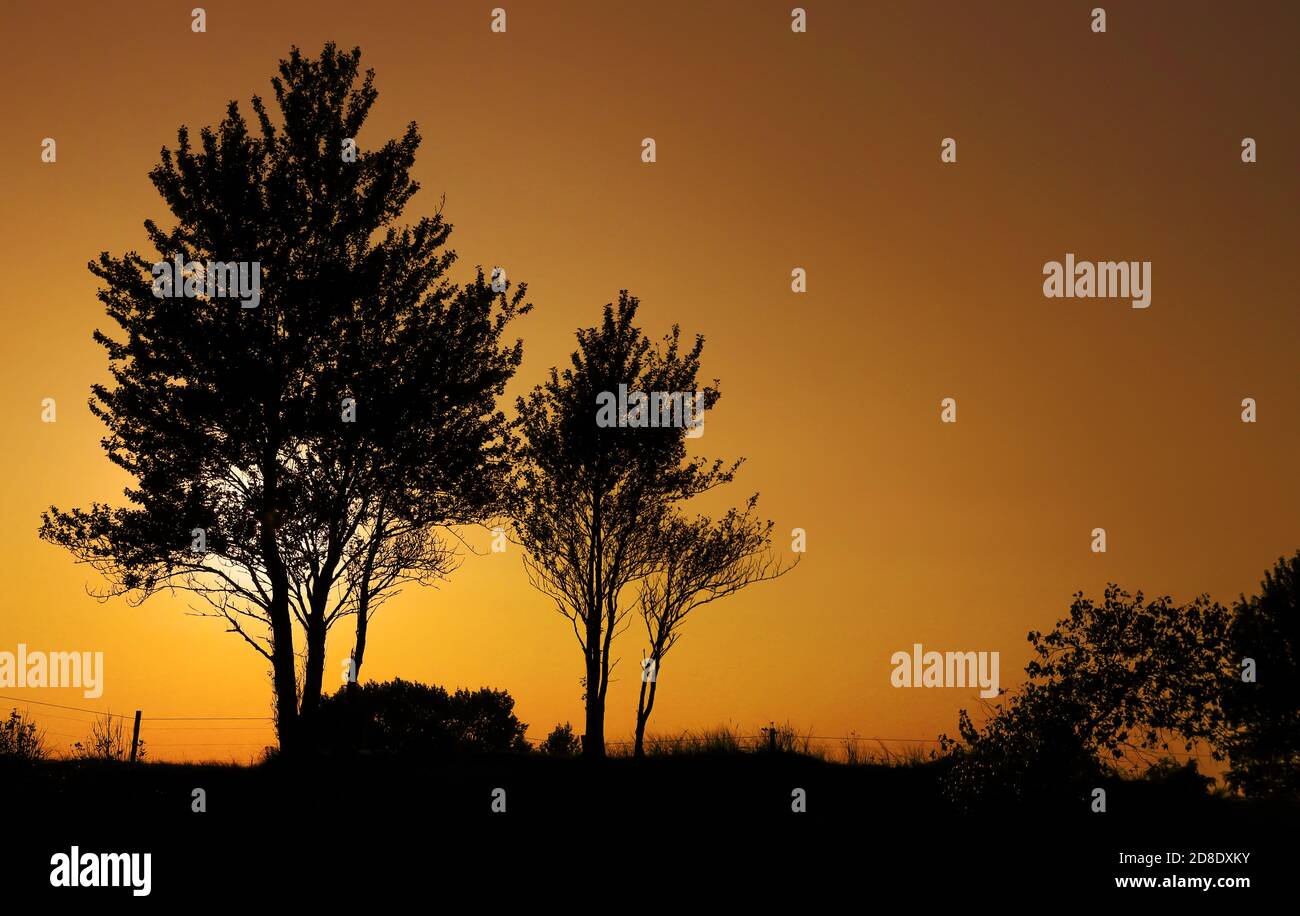 Une silhouette d'arbres et de buissons juste avant le coucher du soleil. Banque D'Images