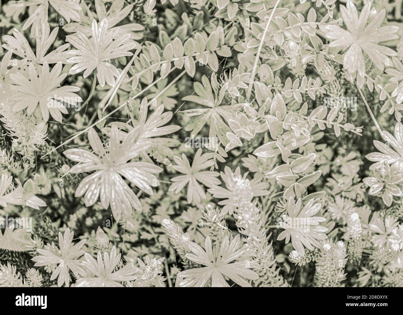 Vue de haut en détail sur les plantes au sol dans les tons d'argent pâle Banque D'Images