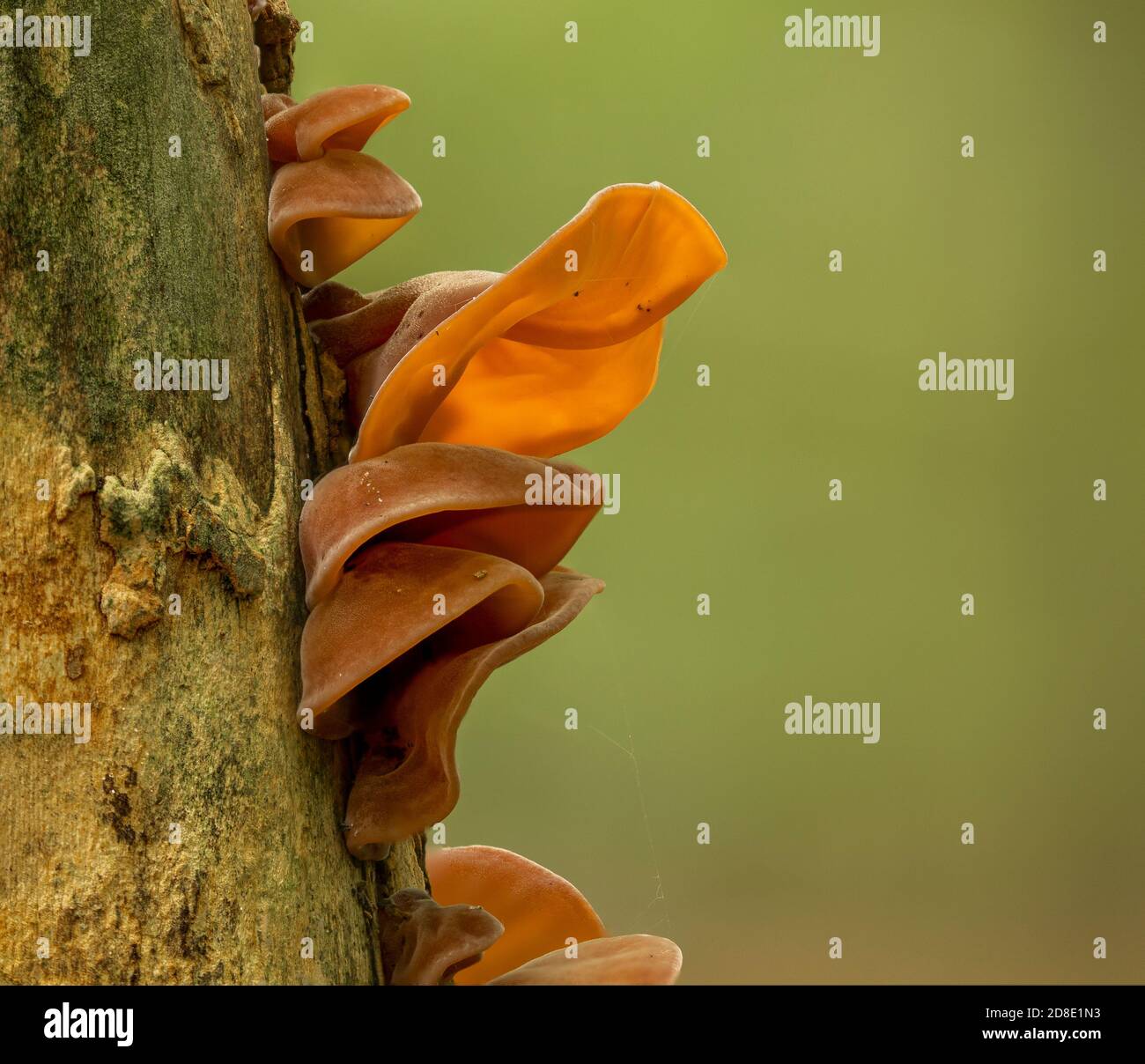 Les champignons portent les noms de l'oreille de Judas, de l'oreille de juif, de l'oreille de bois, de l'oreille de gelée, pousse sur les tiges, forêt de Heilooer, pays-Bas Banque D'Images