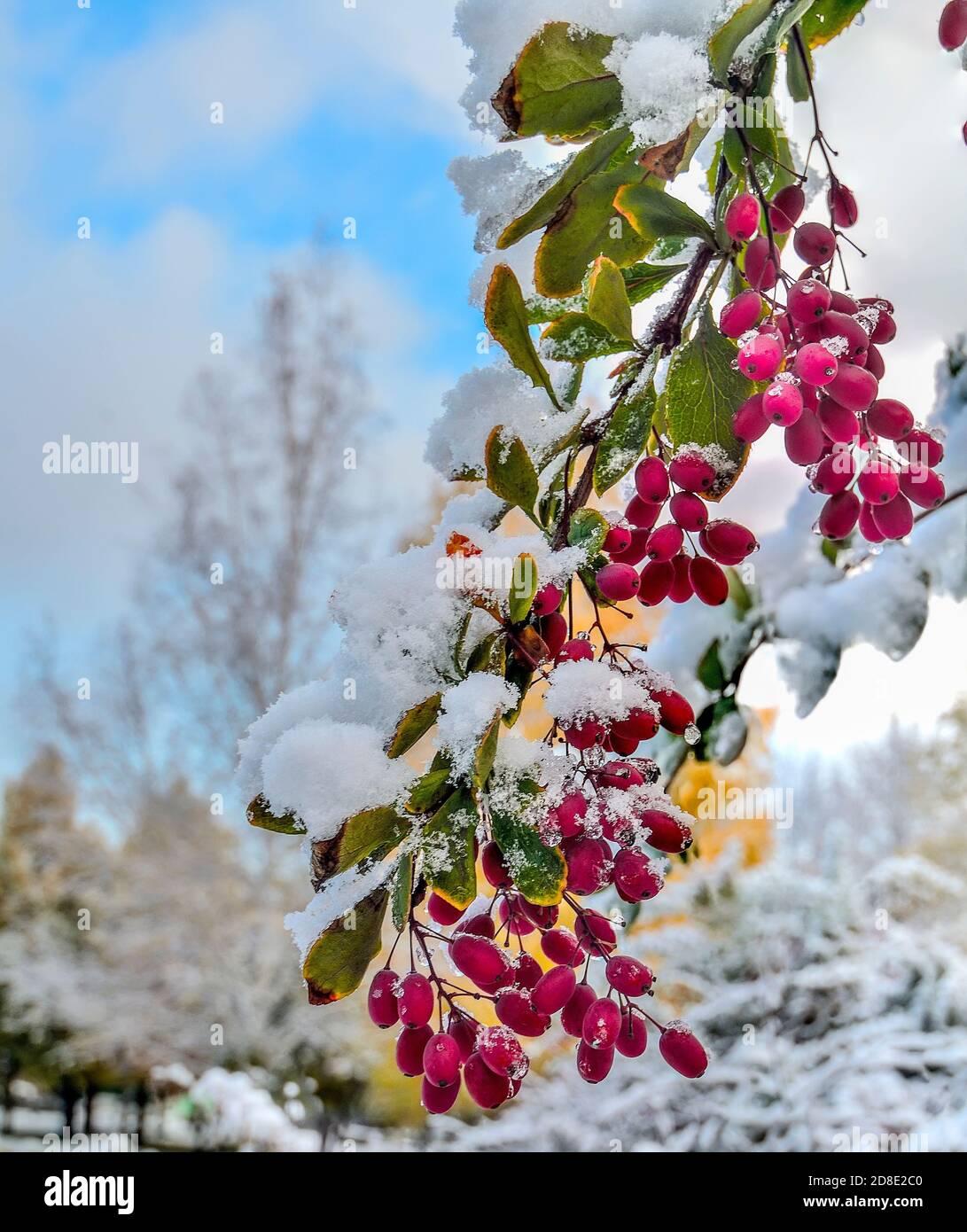 La première neige moelleuse sur les feuilles vertes de brindilles de brousse de baryère avec des baies mûres rouges se rapproche sur un arrière-plan flou d'arbres dorés automnaux. Plus tard l'automne, ou Banque D'Images